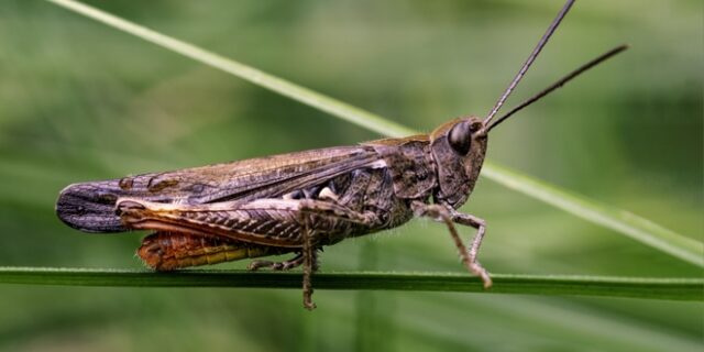 ΗΠΑ: Δημιούργησαν ένα νέο υλικό που… πηδάει σαν ακρίδα – Πού μπορεί να χρησιμοποιηθεί