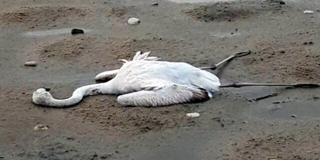 Μεσολόγγι: Πυροβόλησαν και σκότωσαν φλαμίνγκο και άλλα σπάνια πουλιά στη λιμνοθάλασσα