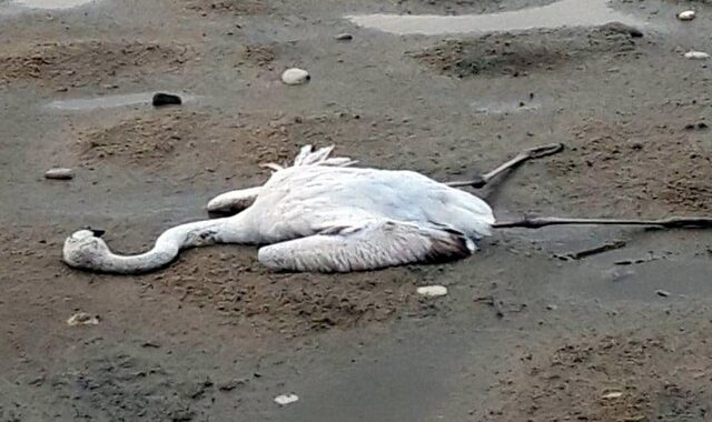 Μεσολόγγι: Πυροβόλησαν και σκότωσαν φλαμίνγκο και άλλα σπάνια πουλιά στη λιμνοθάλασσα