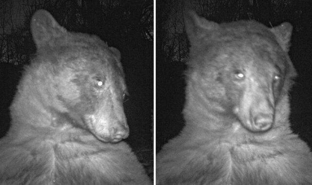 Αρκούδα εντόπισε κάμερα στο δάσος και “τράβηξε” 400 selfie