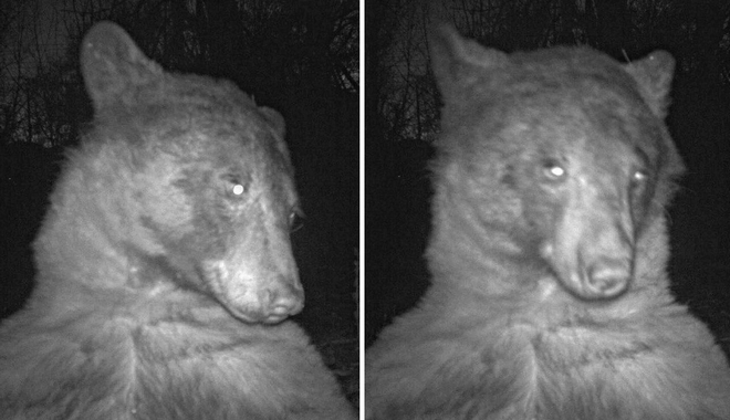 Αρκούδα εντόπισε κάμερα στο δάσος και “τράβηξε” 400 selfie