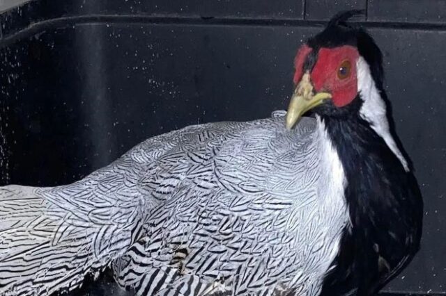 Θεσσαλονίκη: Ασιατικό πτηνό βρέθηκε σε πρασιά πολυκατοικίας