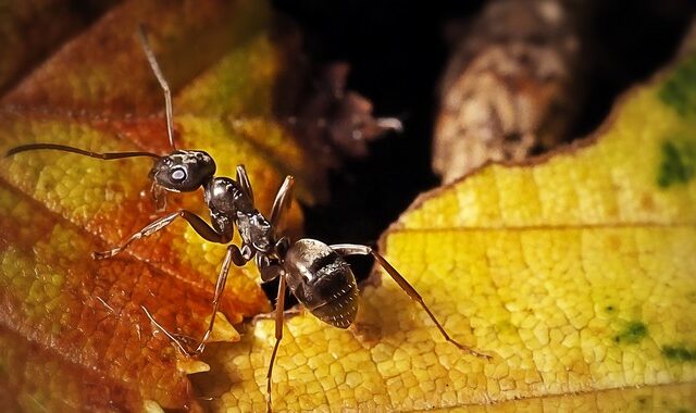 Mυρμήγκια μπορούν να εκπαιδευτούν για να μυρίζουν τον καρκίνο στα ανθρώπινα ούρα