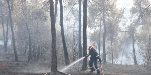 Εύβοια: Μεγάλη οικολογική ζημιά από τη φωτιά στα Ψαχνά
