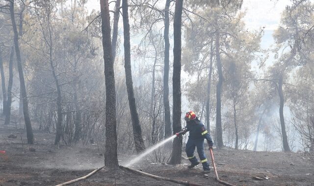Εύβοια: Μεγάλη οικολογική ζημιά από τη φωτιά στα Ψαχνά