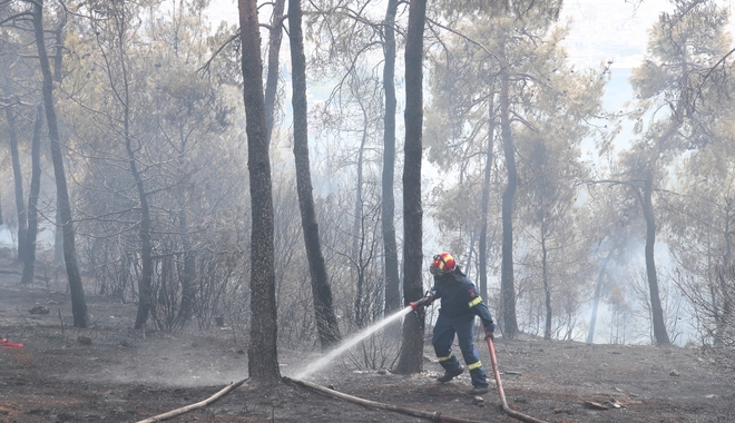 Εύβοια: Μεγάλη οικολογική ζημιά από τη φωτιά στα Ψαχνά
