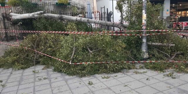 Θεσσαλονίκη: Πτώσεις δέντρων σε περιοχές της πόλης λόγω των ισχυρών ανέμων