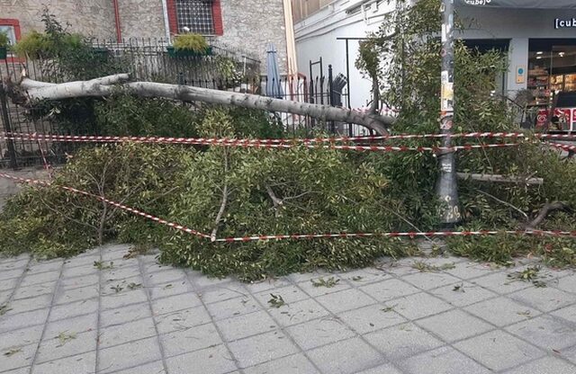 Θεσσαλονίκη: Πτώσεις δέντρων σε περιοχές της πόλης λόγω των ισχυρών ανέμων