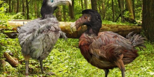 Dodo: Επιστήμονες θέλουν να ξαναφέρουν στην ζωή το εξαφανισμένο πτηνό