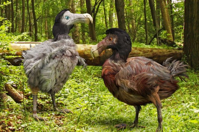 Dodo: Επιστήμονες θέλουν να ξαναφέρουν στην ζωή το εξαφανισμένο πτηνό