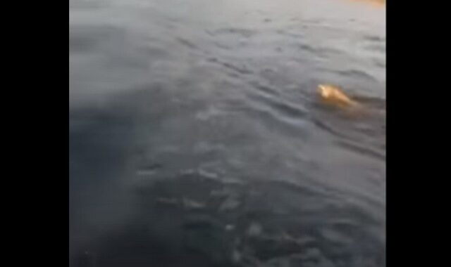 Βίντεο: Λύκος “πιάστηκε” να κολυμπάει στον Παγασητικό – Η εξήγηση των ειδικών