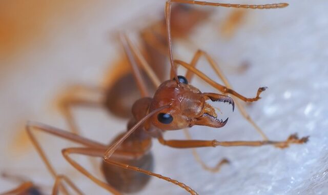 Πάνω από 500 είδη μυρμηγκιών ζουν σε μέρη που δεν θα έπρεπε – Γιατί αποτελούν απειλή