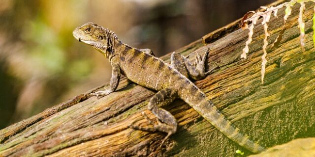 Περού: Ανακάλυψαν νέο είδος σαύρας – Έχει ουρά μεγαλύτερη από το σώμα της
