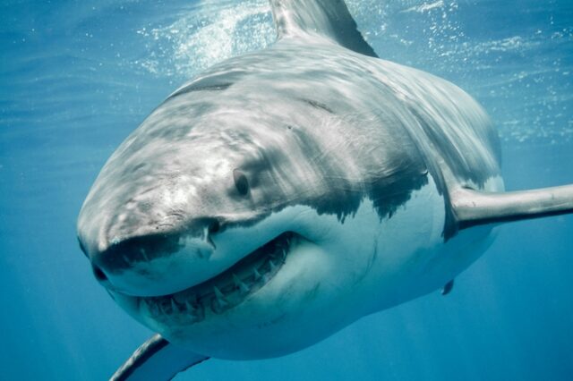 Μεξικό: Λευκός καρχαρίας αποκεφάλισε δύτη