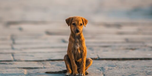 Φεύγουν από το Ντουμπάι λόγω του πολέμου και αφήνουν πίσω τα κατοικίδιά τους