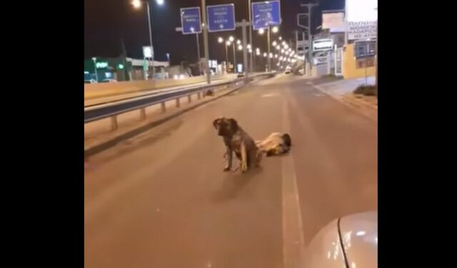 Κρήτη: Σκύλος θρηνεί τον τετράποδο φίλο του – Συγκινητικό βίντεο