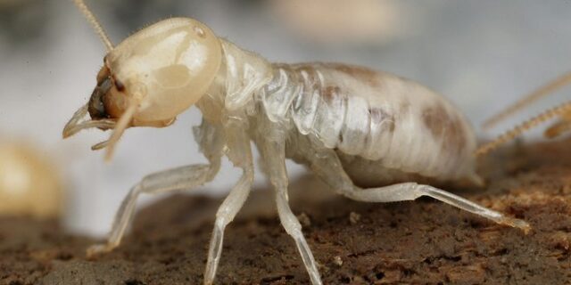 Γιγάντιοι τερμίτες στην Αυστραλία τρώνε μέχρι και άσφαλτο