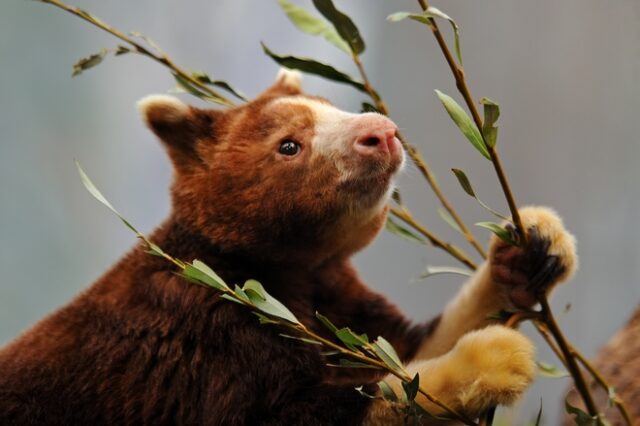 Βρετανία: Ενθουσιασμός σε ζωολογικό κήπο για τη γέννηση δενδρολαγού – Τι είναι