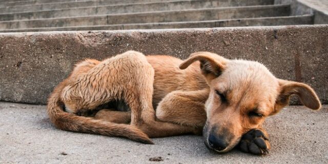 Λάρισα: Έδεσε τον σκύλο στον προφυλακτήρα και τον έσερνε με το φορτηγό