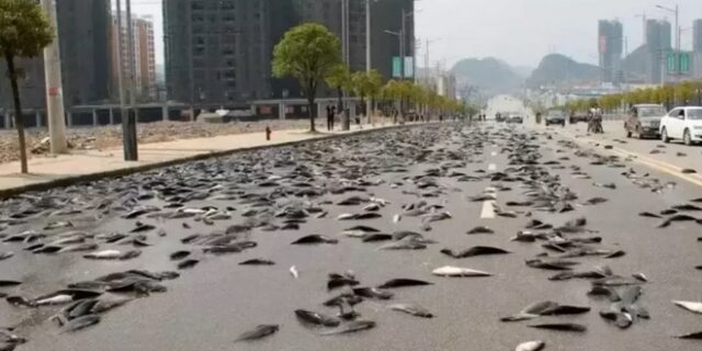 Έβρεξε… ψάρια στην Αυστραλία – Πώς εξηγείται το φαινόμενο