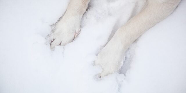 Κτηνωδία στον Βόλο: Παρέμβαση εισαγγελέα για τον αποκεφαλισμένο σκύλο στα Λεχώνια
