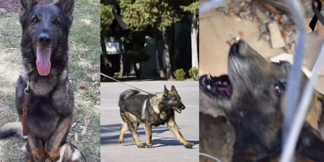 Σεισμός στην Τουρκία: Σκύλος διασώστης καταπλακώθηκε από τα συντρίμμια – Η ανατριχιαστική τελετή της ομάδας του