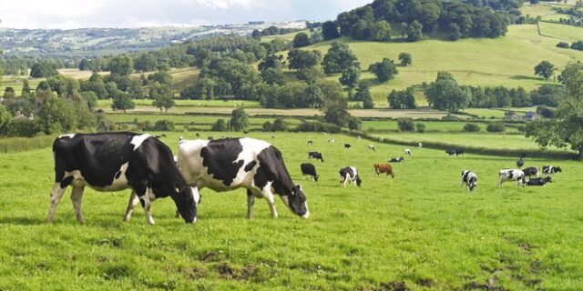 Κίνα: Ισχυρίζεται πως κλωνοποίησε “σούπερ” αγελάδες