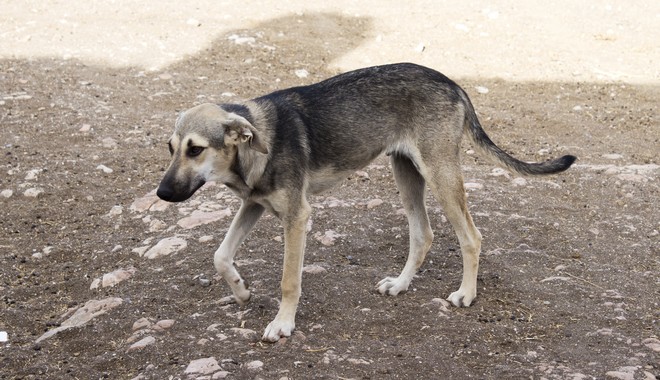 Κτηνωδία στις Σέρρες: Βρέθηκε νεκρός αδέσποτος σκύλος – Είχε δεχτεί πάνω από 10 πυροβολισμούς