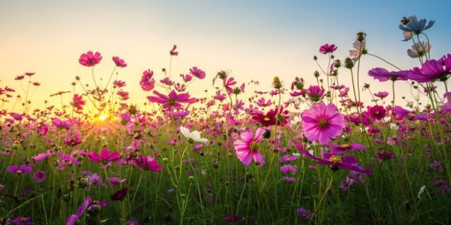 Εαρινή Ισημερία: Σήμερα η πρώτη μέρα της Άνοιξης