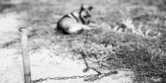 Ιωάννινα: Σκύλος πέθανε αλυσοδεμένος – Συνελήφθη ο ιδιοκτήτης