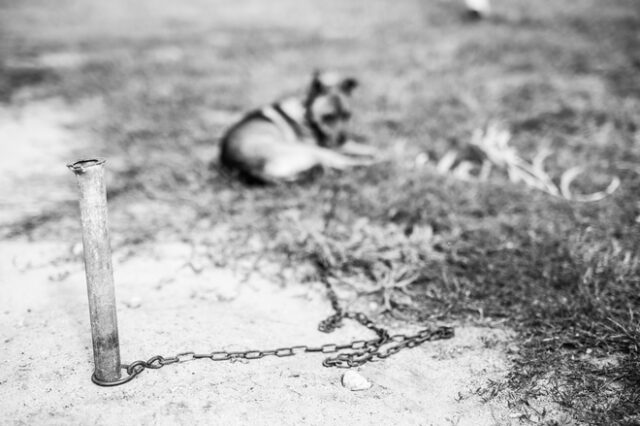 Ιωάννινα: Σκύλος πέθανε αλυσοδεμένος – Συνελήφθη ο ιδιοκτήτης