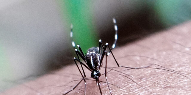 Υπουργείο Υγείας: Συναγερμός για τα κουνούπια που μεταδίδουν Δάγκειο, Ζίκα και Τσικουνγκούνια