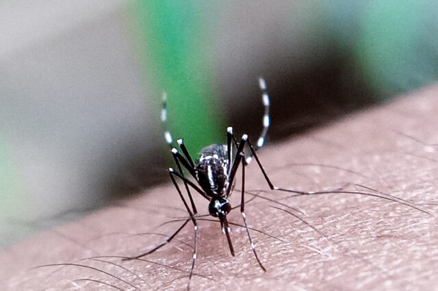 Υπουργείο Υγείας: Συναγερμός για τα κουνούπια που μεταδίδουν Δάγκειο, Ζίκα και Τσικουνγκούνια