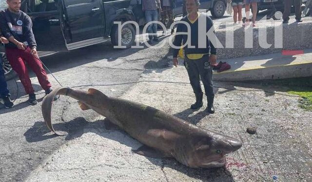Ιεράπετρα: Κατακραυγή για την θανάτωση σπάνιου καρχαρία προς εξαφάνιση