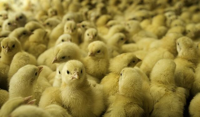 Πάτρα: Επιχείρησαν να πουλήσουν 357 νεογέννητα κοτόπουλα σε λαϊκή – Δύο συλλήψεις