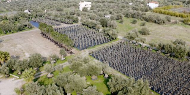 LAMDA Development: Υλοποιείται γιγάντια επιχείρηση μεταφύτευσης 3.000 δέντρων στο Ελληνικό