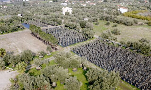LAMDA Development: Υλοποιείται γιγάντια επιχείρηση μεταφύτευσης 3.000 δέντρων στο Ελληνικό