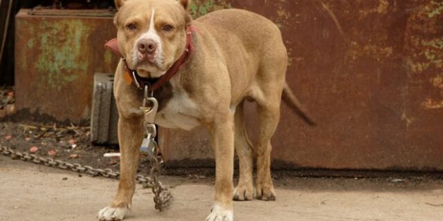 Βύρωνας: Καταγγελία για άνδρα που βάζει το πιτ μπουλ του να σκοτώνει γατάκια