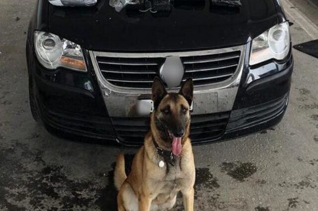 Αλεξανδρούπολη: Η σκυλίτσα Λάικα εντόπισε κρυμμένα 27 κιλά κάνναβης – Μία σύλληψη