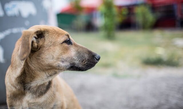 Κτηνωδία στην Κρήτη: Έριξαν καυστικό υγρό σε σκύλο