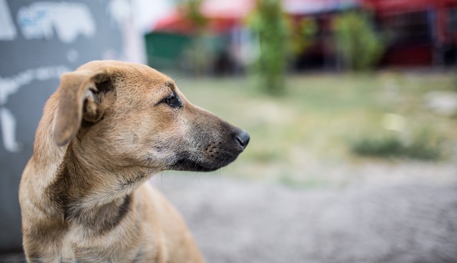 Βόλος: Στο εδώλιο 57χρονος που δηλητηρίασε σκύλο με φόλα
