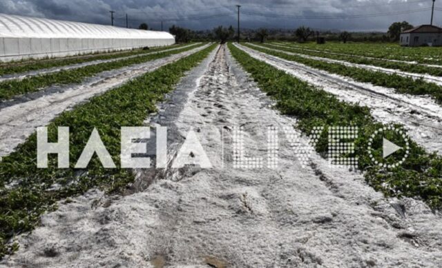Σφοδρή χαλαζόπτωση στην Ηλεία: Καταστράφηκαν αγροτικές καλλιέργειες – Σε απόγνωση οι παραγωγοί
