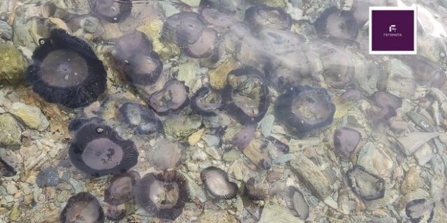 Βόλος: “Μαύρισαν” οι παραλίες του Παγασητικού – Κοπάδια από μέδουσες