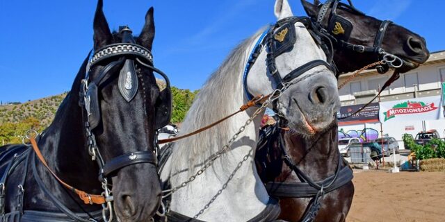 Κρήτη: Σύλληψη υπαλλήλου Ιππικού Ομιλίου για κακοποίηση αλόγου