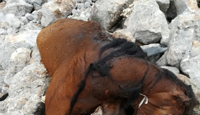 Φρίκη με τα νεκρά άλογα στην Πάρνηθα – Άλλα δύο περιστατικά έχουν καταγραφεί στο ίδιο σημείο σε έναν χρόνο