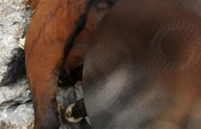 Αποτροπιασμός: Νεκρά άλογα σε γκρεμό στην Πάρνηθα – Καταγγελία στην ΕΛΑΣ