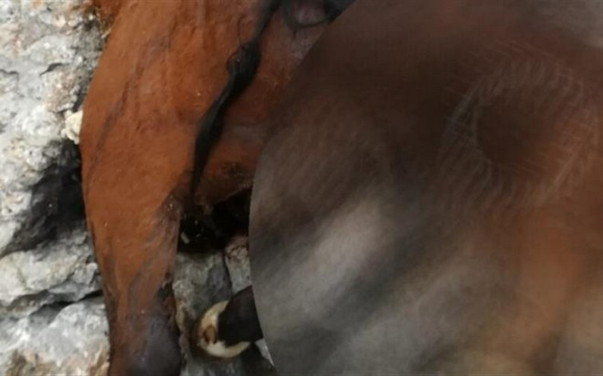 Αποτροπιασμός: Νεκρά άλογα σε γκρεμό στην Πάρνηθα – Καταγγελία στην ΕΛΑΣ
