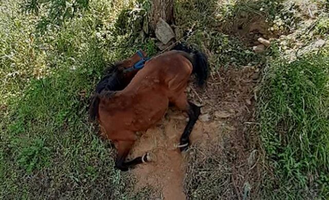 Τζια: Οργή για την άγρια κακοποίηση αλόγου – Ιδιοκτήτης του ζώου ο συλληφθείς