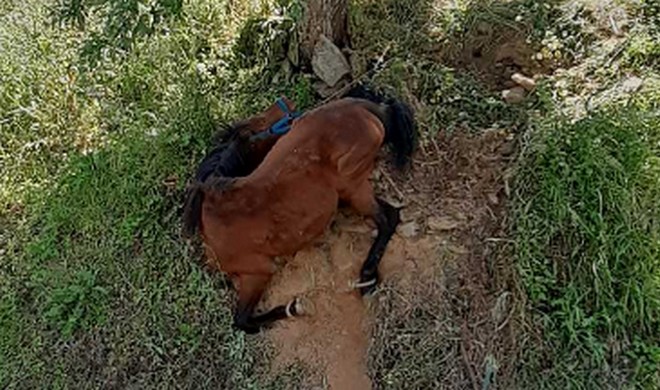 Τζια: Οργή για την άγρια κακοποίηση αλόγου – Ιδιοκτήτης του ζώου ο συλληφθείς