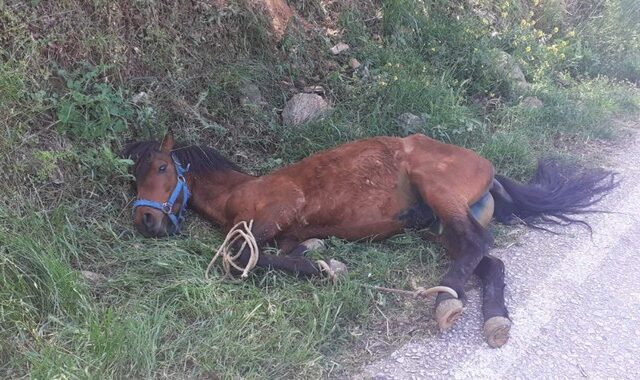 Τζια: Οργή για την άγρια κακοποίηση αλόγου – “Κρεμόταν σε πλαγιά εξαντλημένο”
